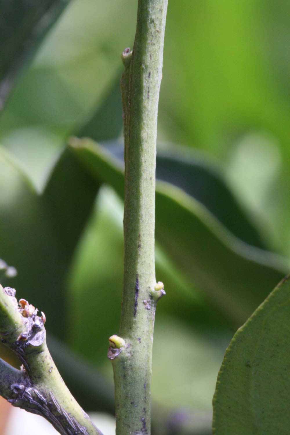              First year twig (Riverside, CA)       